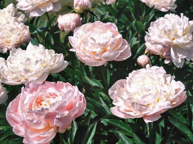 hgPG-2470883-budget_peony_pink_alamy hgPG-2470883-budget_peony_pink_alamy