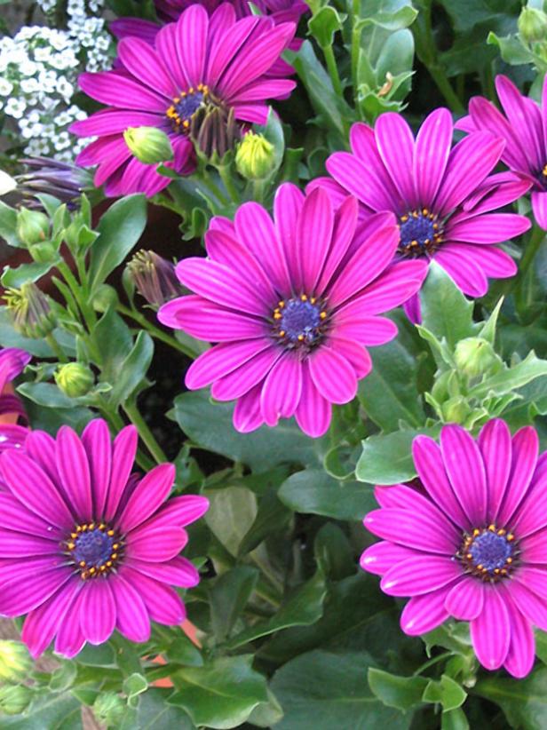 hgPG-2152507-Outdoor_Osteospermum_Soprano_Purple hgPG-2152507-Outdoor_Osteospermum_Soprano_Purple