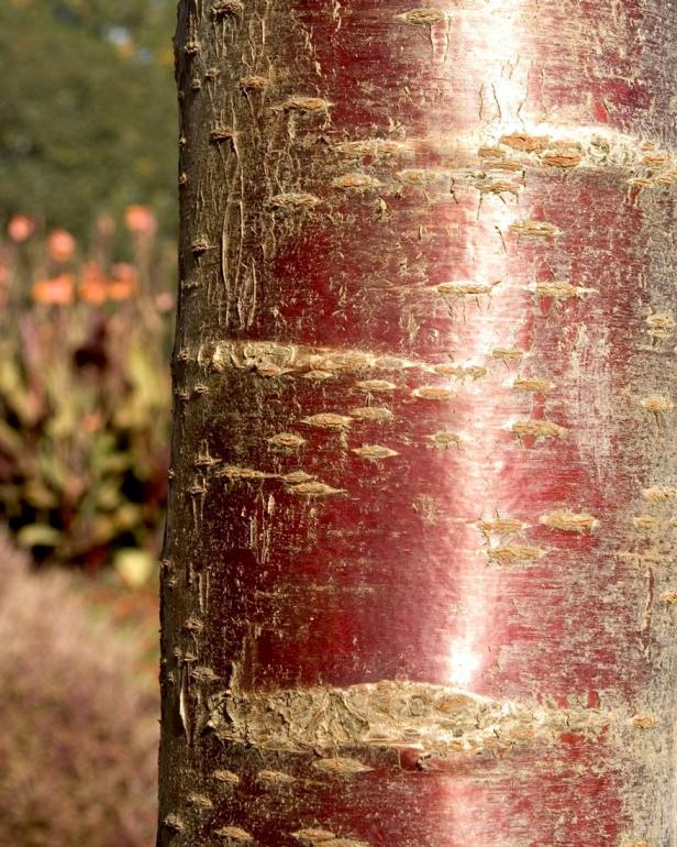 hgPG-2261860-bark_prunus_serrulata_cheals_monrovia hgPG-2261860-bark_prunus_serrulata_cheals_monrovia