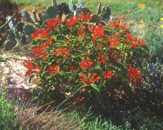 hgPG-1653248-trop_firebush_sh hgPG-1653248-trop_firebush_sh