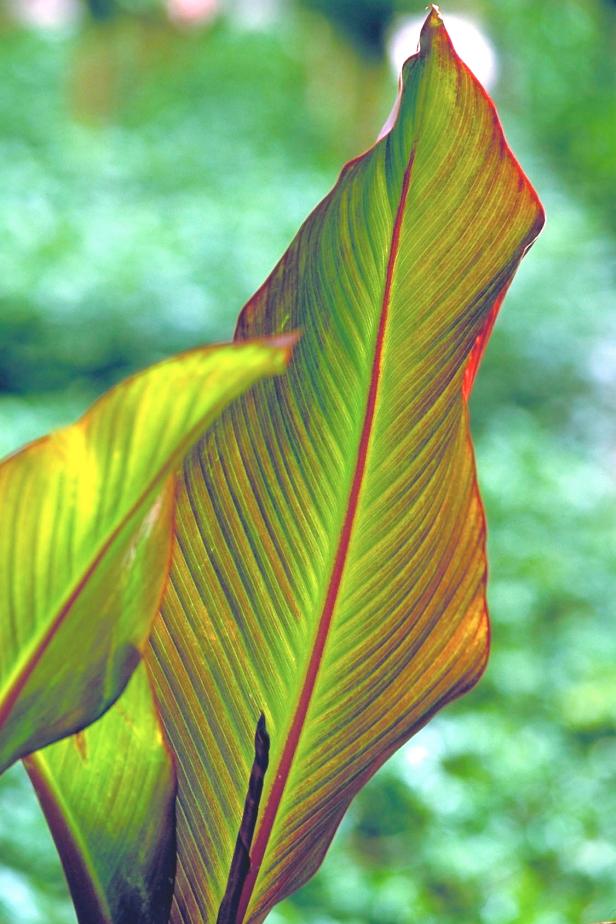 hgPG-1653253-trop_redbanana_monr hgPG-1653253-trop_redbanana_monr