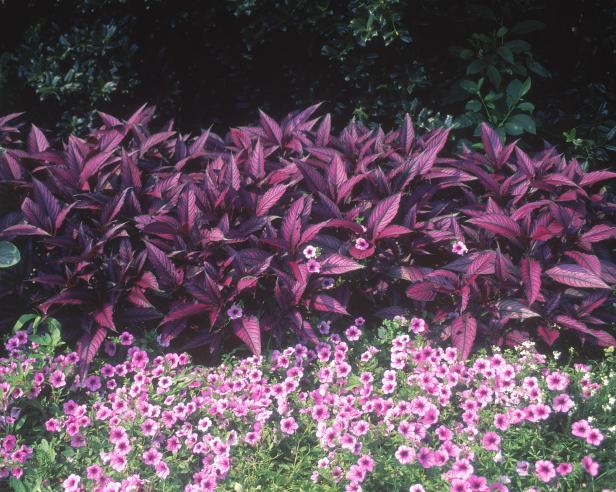 hgPG-1653256-trop_strobilanthes_sh hgPG-1653256-trop_strobilanthes_sh