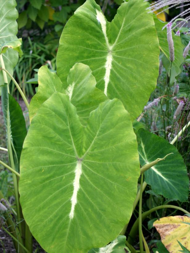 hgPG-1653267-ht_colocasia_NancysRevenge_sh hgPG-1653267-ht_colocasia_NancysRevenge_sh