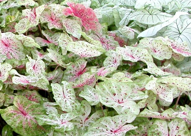 hgPG-1940336-Resort_caladium hgPG-1940336-Resort_caladium