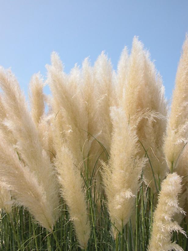 hgPG-2152514-Outdoor_pampas_grass hgPG-2152514-Outdoor_pampas_grass