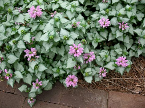 hgPG-2458001-groundcover_lamium-pink-chablis hgPG-2458001-groundcover_lamium-pink-chablis