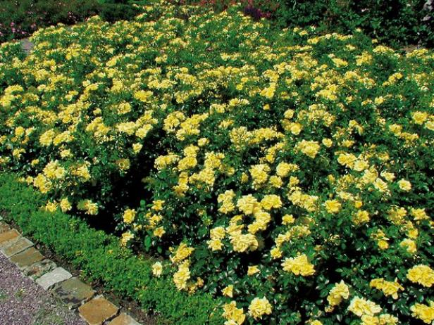 hgPG-2458131-groundcover_flower-carpet-gold hgPG-2458131-groundcover_flower-carpet-gold
