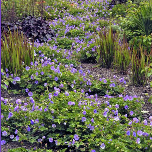 hgPG-2460115-foolproof_Rozanne-landscape-still hgPG-2460115-foolproof_Rozanne-landscape-still