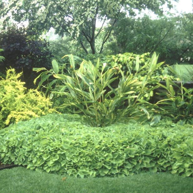 hgPG-1653694-trop_ginger_zerumbet_var_sh hgPG-1653694-trop_ginger_zerumbet_var_sh