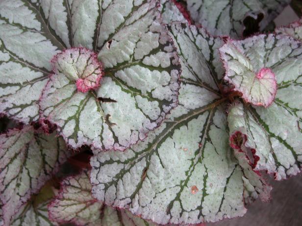 hgPG-1935522-Resort_begonia hgPG-1935522-Resort_begonia