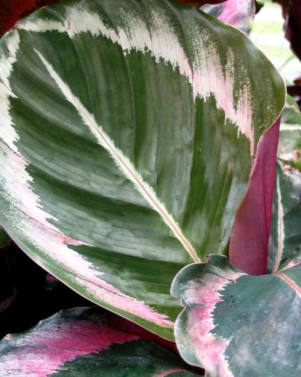 hgPG-1939680-Resort_calathea hgPG-1939680-Resort_calathea