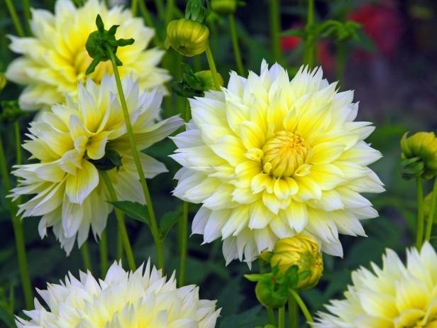 hgPG-2460116-foolproof_dahlia hgPG-2460116-foolproof_dahlia