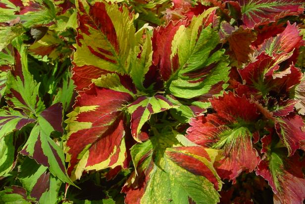 hgPG-2460256-foolproof_coleus_killer-klown hgPG-2460256-foolproof_coleus_killer-klown