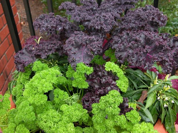 hgPG-2463521-kids_parsley_purplekale hgPG-2463521-kids_parsley_purplekale