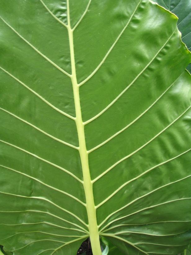 hgPG-1935516-Resort_elephant_ear hgPG-1935516-Resort_elephant_ear