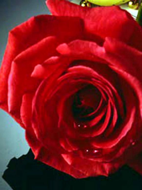 hgPG-1968242-rose_Dolly_Parton2 hgPG-1968242-rose_Dolly_Parton2