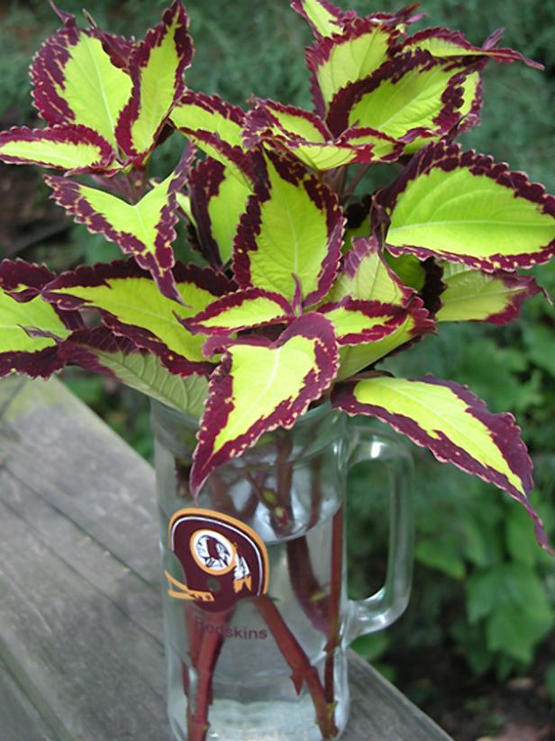 hgPG-2152508-Outdoor_Redskins_coleus hgPG-2152508-Outdoor_Redskins_coleus