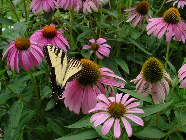 hgPG-2460141-foolproof_echinacea hgPG-2460141-foolproof_echinacea