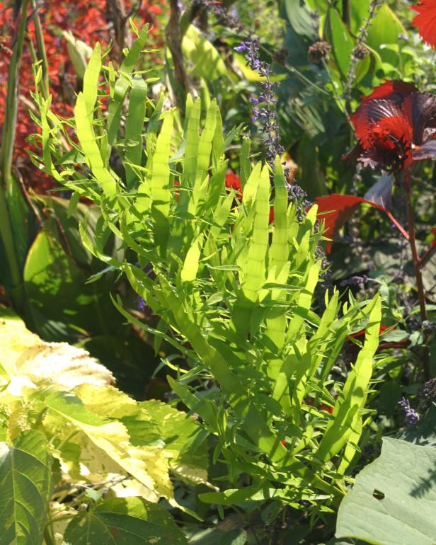 hgPG-1653254-trop_ribbonplant_sh hgPG-1653254-trop_ribbonplant_sh