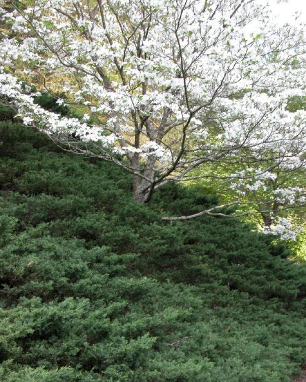 hgPG-2043010-space_juniperdogwood hgPG-2043010-space_juniperdogwood