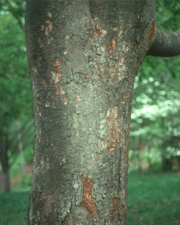 hgPG-2261756-bark_zelkova2 hgPG-2261756-bark_zelkova2