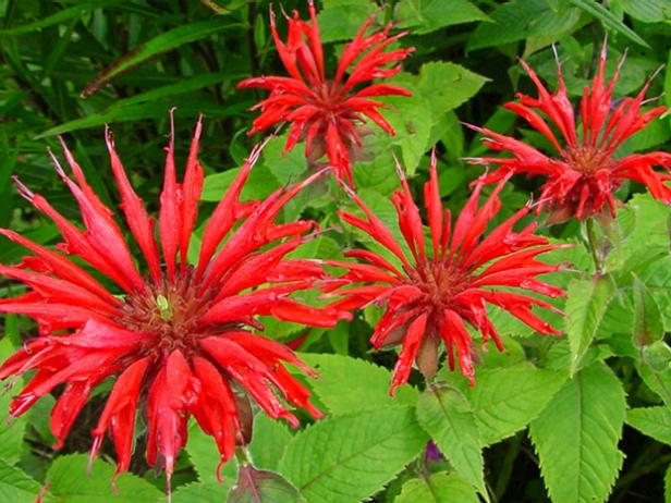 Bee Balm Bee Balm