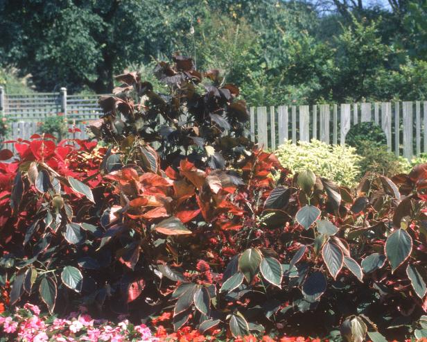 hgPG-1653247-trop_copperleaf_var_sh hgPG-1653247-trop_copperleaf_var_sh