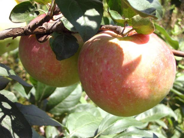 hgPG-2152513-Outdoor_apples hgPG-2152513-Outdoor_apples