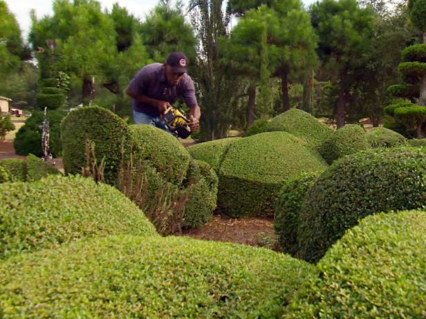 hgPG-2482928-Fryar_HD0066378B2_02_Shaping-Hedges_s4x3 hgPG-2482928-Fryar_HD0066378B2_02_Shaping-Hedges_s4x3