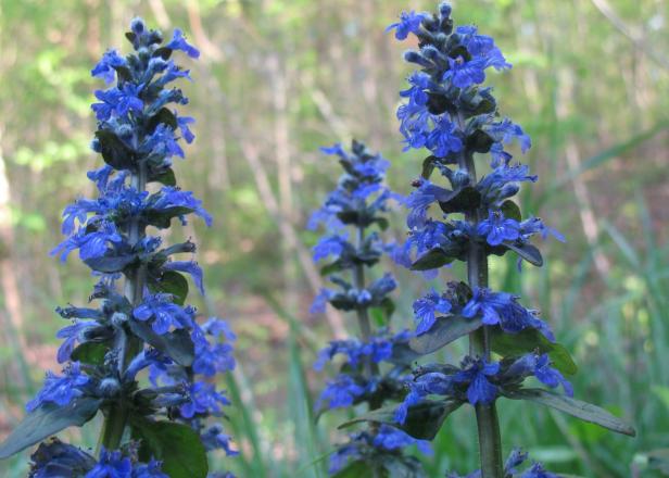 hgPG-2458005-groundcover_ajuga hgPG-2458005-groundcover_ajuga
