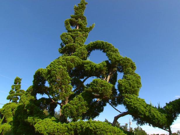 hgPG-2482922-Fryar_HD0066378B3_04_Large-Tree-Sculpture hgPG-2482922-Fryar_HD0066378B3_04_Large-Tree-Sculpture