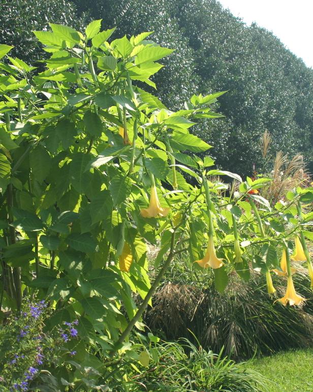 hgPG-1654679-trop_Brugmansia_yellow_sh hgPG-1654679-trop_Brugmansia_yellow_sh