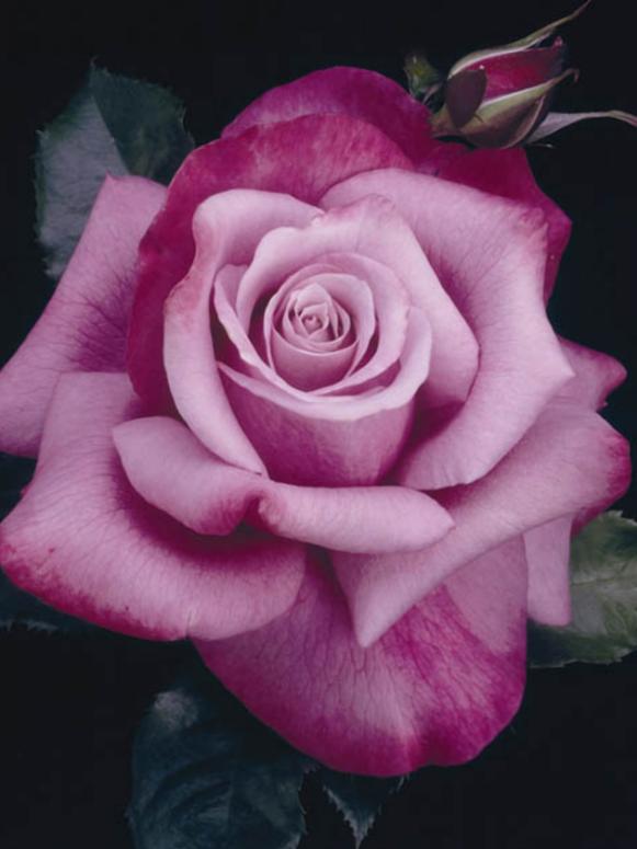 hgPG-1968138-rose_Barbra_Streisand1 hgPG-1968138-rose_Barbra_Streisand1