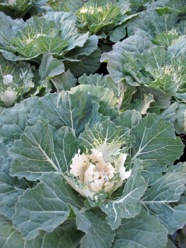 hgPG-2474294-cold-veggies_pigeon-white-cabbage hgPG-2474294-cold-veggies_pigeon-white-cabbage
