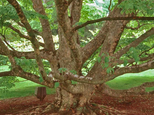 hgPG-2261818-bark_kousa2 hgPG-2261818-bark_kousa2
