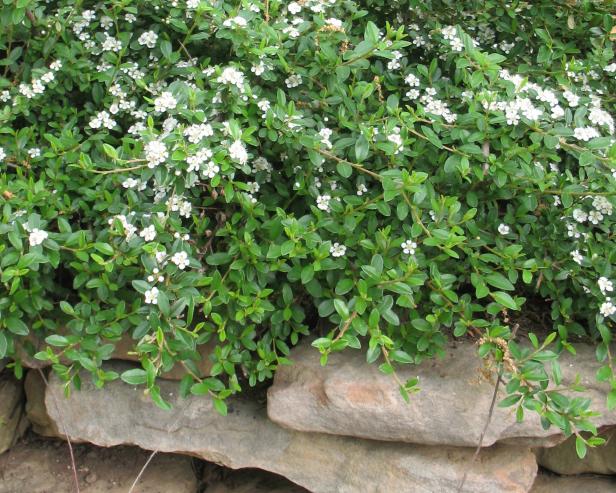 hgPG-2458002-groundcover_bearberry-cotoneaster-lowfast hgPG-2458002-groundcover_bearberry-cotoneaster-lowfast