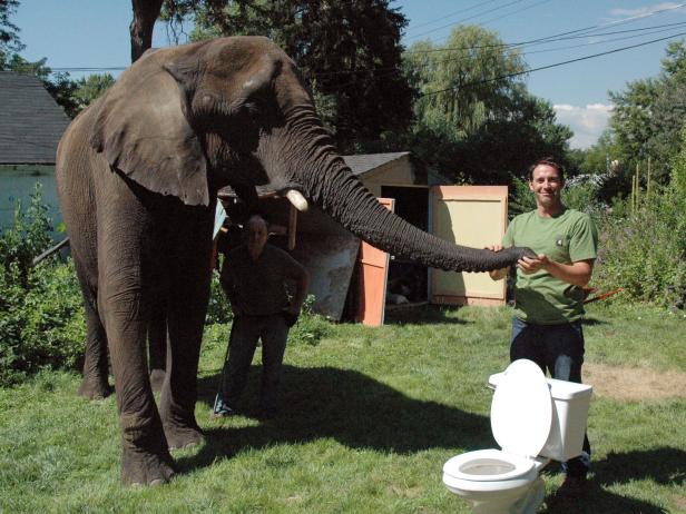 DDHS102_Elephant-by-toilet_s4x3 DDHS102_Elephant-by-toilet_s4x3