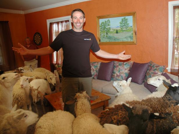 DDHS111_Sheep-In-Living-Room_s4x3 DDHS111_Sheep-In-Living-Room_s4x3