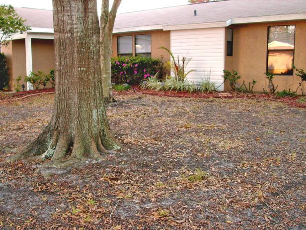 PKL-amd_ww1-tree-roots-yard-Arlene-Nappi_s4x3 PKL-amd_ww1-tree-roots-yard-Arlene-Nappi_s4x3