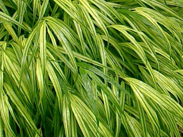 Hakonechloa Hakonechloa