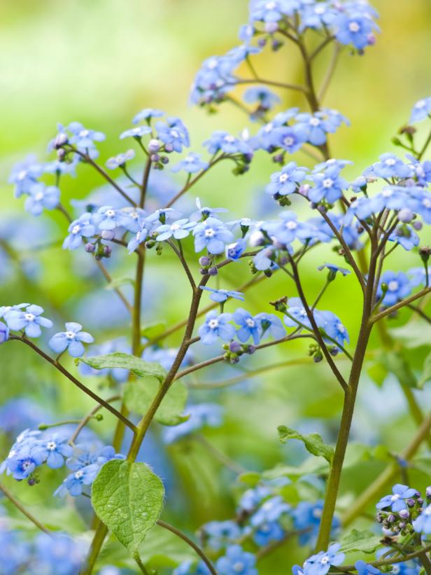 brunnera Siberian bugloss flowers perennial brunnera Siberian bugloss flowers perennial