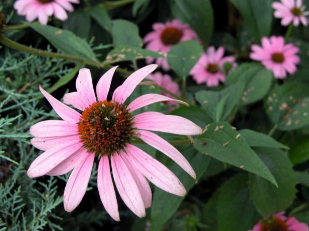 hgPG-2485420-summer-per_coneflower_s4x3 hgPG-2485420-summer-per_coneflower_s4x3