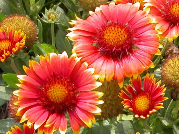 Blanket Flower Blanket Flower