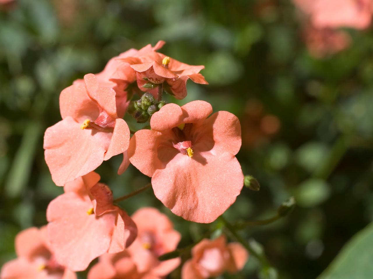 Flowers That Bloom In Fall | plants that bloom in fall diy garden projects Flowers That Bloom In Fall | plants that bloom in fall diy garden projects