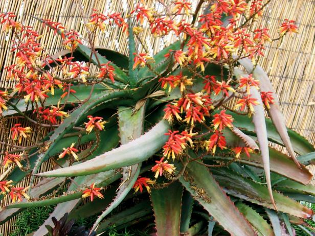 CI-Proven-Winners-aloe_Fire-Ranch_s4x3 CI-Proven-Winners-aloe_Fire-Ranch_s4x3