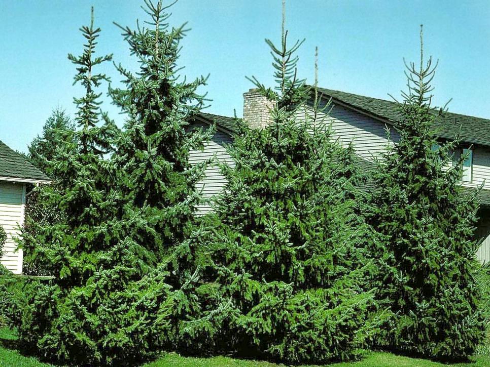 living christmas trees diy living christmas trees diy