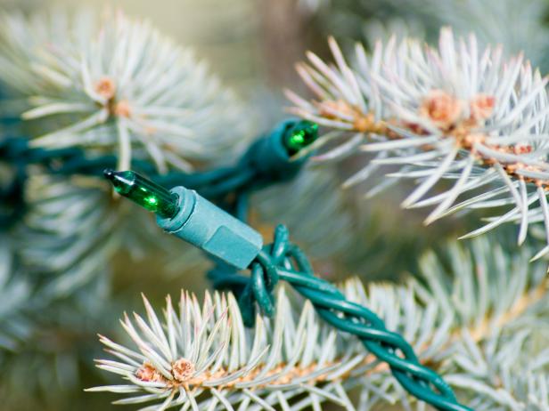 Miniature Christmas Lights Miniature Christmas Lights on Spruce Bough
