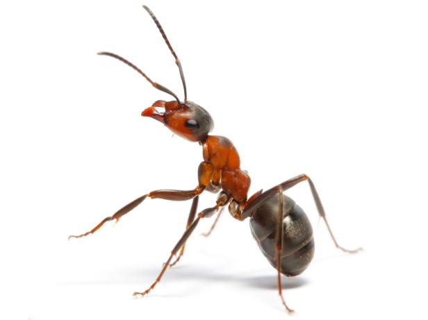 Ant Ant