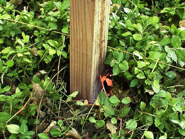 Using a plumb bob, transfer the marks from each piece of masking tape to the ground. Using these marks and the string as a guide, dig holes and set the interior fence posts, making sure each one is level and plumb with the others