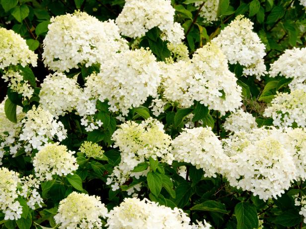 Summer Bloomin' Summer Bloomin'